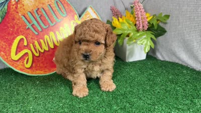 Diego, a male Poodle - Toy  for sale in Waynesville, MO – 4 of 4