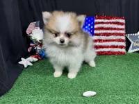 Baker, a male Pomeranian for sale in Waynesville, MO – 1 of 9