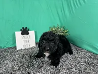 Noah, a male Poodle - Toy  for sale in Waynesville, MO – 3 of 3