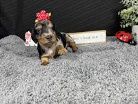 Willow, a female Miniature Dachshund for sale in Waynesville, MO – 3 of 4