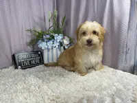Izaiah, a male Havapoo for sale in Waynesville, MO – 3 of 10