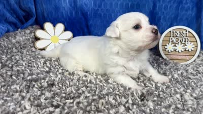 Ian, a male Havamalt for sale in Waynesville, MO – 4 of 4