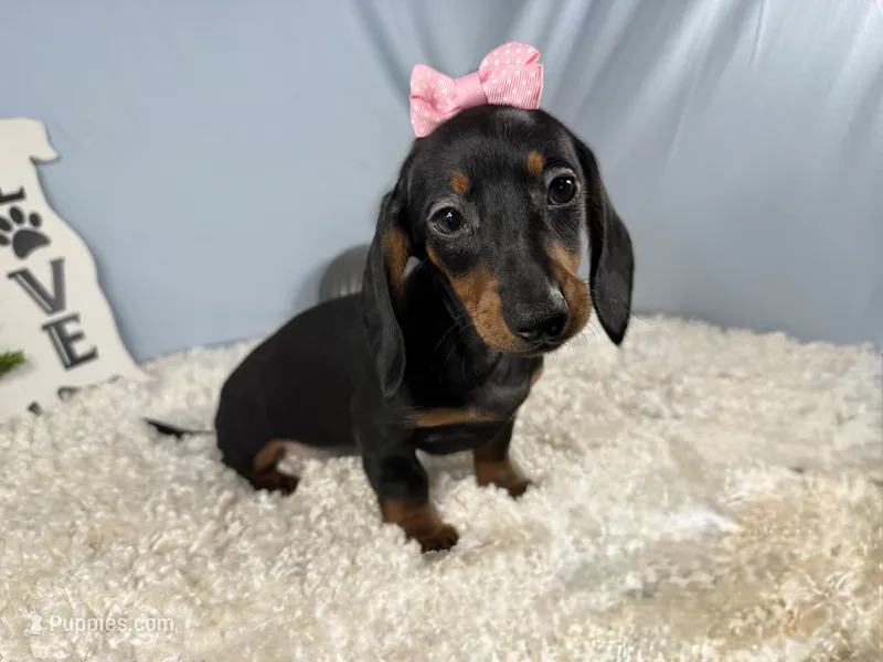 Pepper – Miniature Dachshund puppy for sale in Waynesville, MO