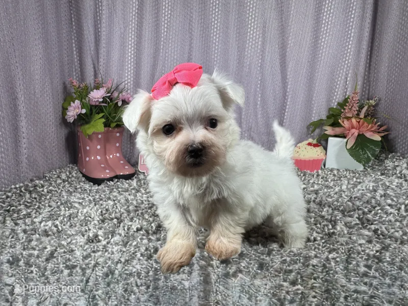 Whisper – Maltese puppy for sale in Waynesville, MO