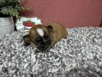 Tori, a female Shih Tzu for sale in Waynesville, MO – 3 of 4