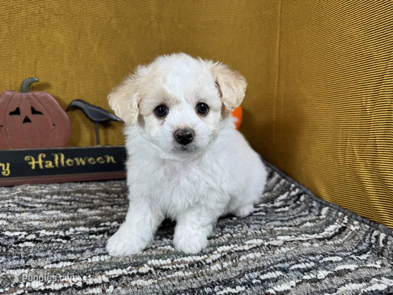 Sully – Maltipoo puppy for sale in Waynesville, MO