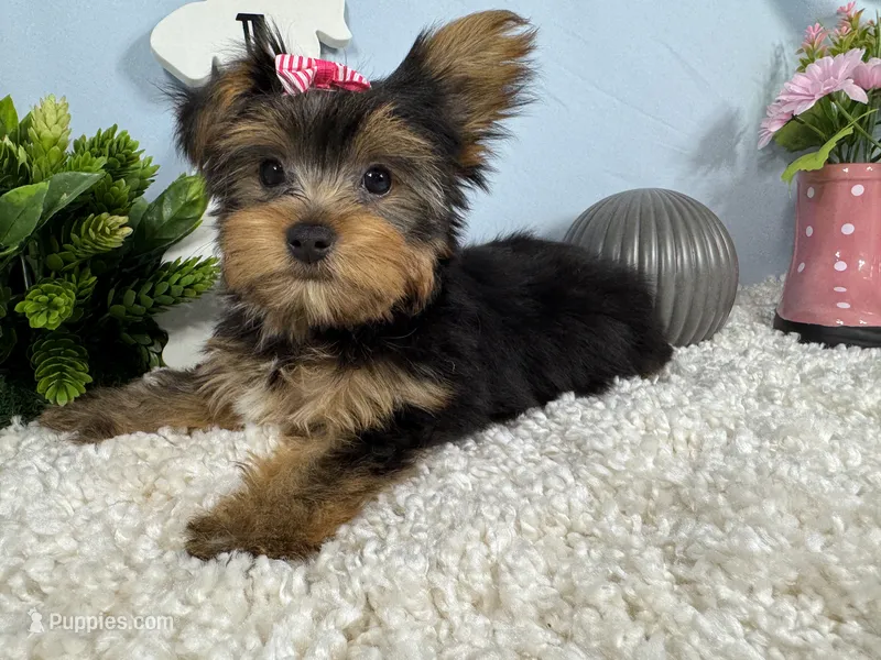 Sienna – Yorkshire Terrier puppy for sale in Waynesville, MO