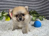 Bear, a male Pomeranian for sale in Waynesville, MO – 2 of 4