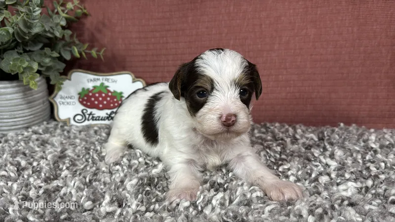 Malachi – Yorkipoo puppy for sale in Waynesville, MO