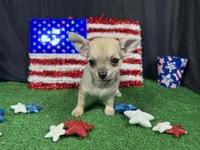 Boston, a male Chihuahua for sale in Waynesville, MO – 6 of 10