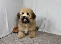 Moses, a male Havapoo for sale in Waynesville, MO – 3 of 4