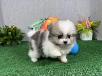 Buddy, a male Pomeranian for sale in Waynesville, MO – 3 of 8