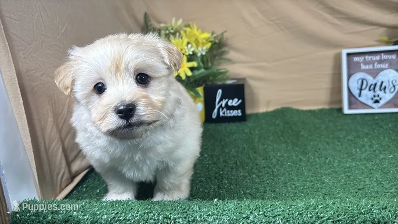 Kingston – Havanese puppy for sale in Waynesville, MO
