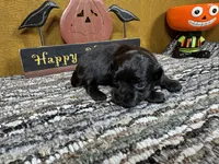 Buttercup, a female Peekapoo for sale in Waynesville, MO – 3 of 3