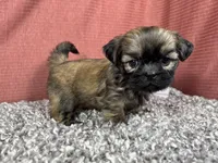 Princeton, a male Shih Tzu for sale in Waynesville, MO – 7 of 10