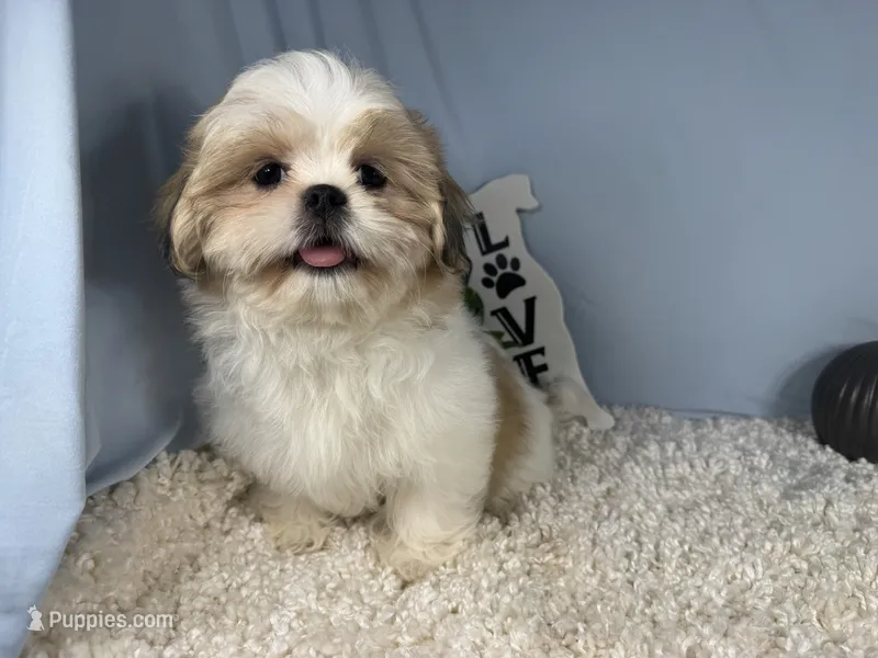 Goose – Shih Tzu puppy for sale in Waynesville, MO