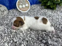 Magnolia, a female Yorkipoo for sale in Waynesville, MO – 3 of 4