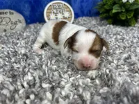 Magnolia, a female Yorkipoo for sale in Waynesville, MO – 2 of 4