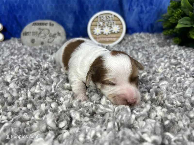 Magnolia – Yorkipoo puppy for sale in Waynesville, MO