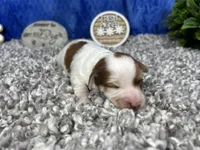 Magnolia, a female Yorkipoo for sale in Waynesville, MO – 1 of 4