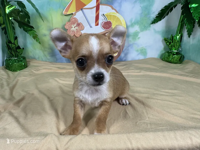 Ford – Chihuahua puppy for sale in Waynesville, MO