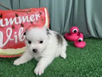 Peacher, a female Pomeranian for sale in Waynesville, MO – 2 of 3