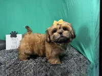 Tilly, a female Shih Tzu for sale in Waynesville, MO – 3 of 3
