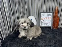 Isreal, a male Havanese for sale in Waynesville, MO – 3 of 10