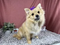 Posey, a female Pomeranian for sale in Waynesville, MO – 2 of 4