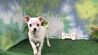 Fox, a male Chihuahua for sale in Waynesville, MO – 1 of 3