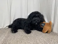 Nathan, a male Poodle - Toy  for sale in Waynesville, MO – 5 of 10
