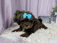 Gretchen, a female Shih Tzu and Poodle - Toy  for sale in Waynesville, MO – 2 of 3