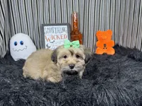Izzy, a female Havanese for sale in Waynesville, MO – 3 of 10