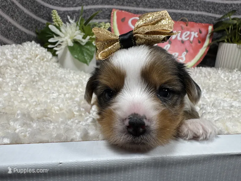 Navaeh – Yorkshire Terrier puppy for sale in Waynesville, MO