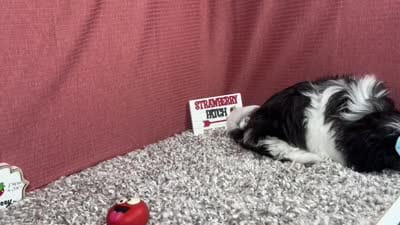 Gypsy, a female Shih Tzu for sale in Waynesville, MO – 4 of 4