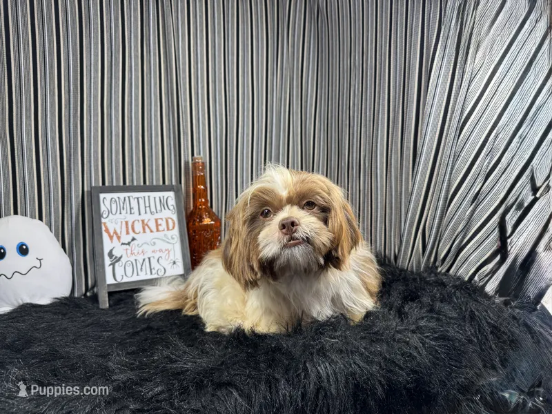 Gilroy – Shih Tzu puppy for sale in Waynesville, MO