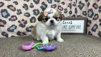 Claire, a female Pekingese for sale in Waynesville, MO – 1 of 4