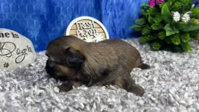 Poppy, a female Shih Tzu for sale in Waynesville, MO – 4 of 4