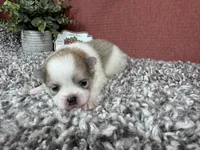 Bentley, a male Pomeranian for sale in Waynesville, MO – 2 of 4