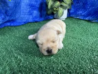 Kingston, a male Havanese for sale in Waynesville, MO – 3 of 3