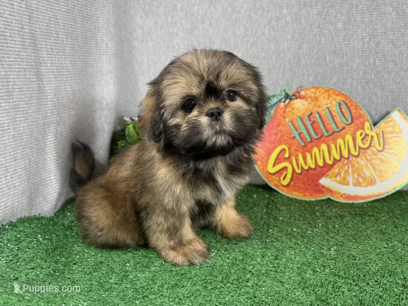 Preacher – Shih Tzu puppy for sale in Waynesville, MO