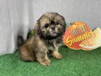 Preacher, a male Shih Tzu for sale in Waynesville, MO – 1 of 10