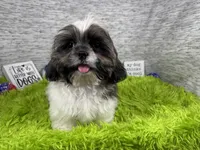 Gus, a male Shih Tzu for sale in Waynesville, MO – 6 of 10