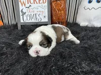 Gabriel, a male Shih Tzu for sale in Waynesville, MO – 2 of 3