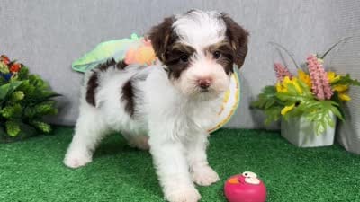 Malachi, a male Yorkipoo for sale in Waynesville, MO – 4 of 10