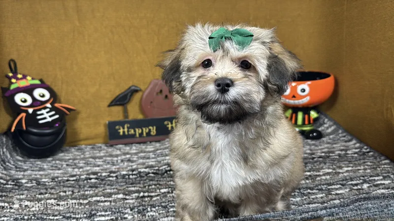 Izzy – Havanese puppy for sale in Waynesville, MO