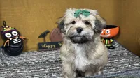 Izzy, a female Havanese for sale in Waynesville, MO – 1 of 3