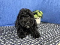 Nathan, a male Poodle - Toy  for sale in Waynesville, MO – 8 of 10