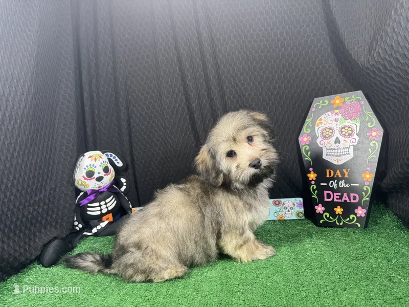 Iggy – Havanese puppy for sale in Waynesville, MO