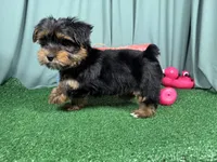 Peter, a male Yorkshire Terrier for sale in Waynesville, MO – 5 of 10